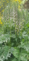 Acanthus mollis
