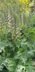 Acanthus mollis