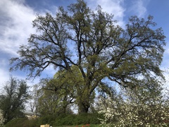 Quercus robur