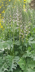 Acanthus mollis