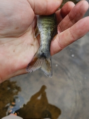 Micropterus cataractae