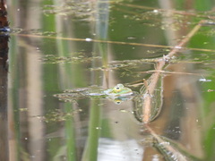 Pelophylax