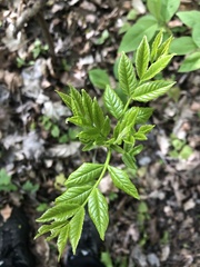 Fraxinus excelsior