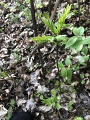 Fraxinus excelsior