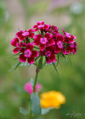 Dianthus chinensis × barbatus