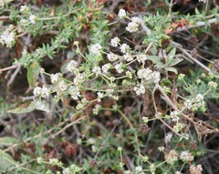 Eriogonum parvifolium