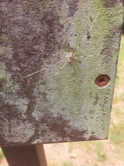 Dicranopalpus ramosus