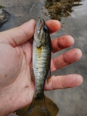 Micropterus cataractae