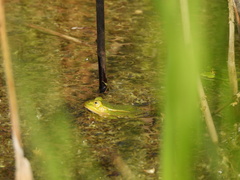 Pelophylax