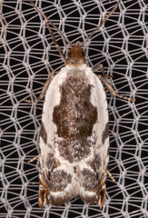 Ancylis nubeculana
