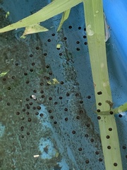 Osteopilus septentrionalis