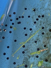 Osteopilus septentrionalis