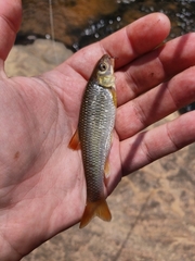 Nocomis leptocephalus