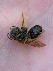 Halictus