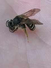 Halictus