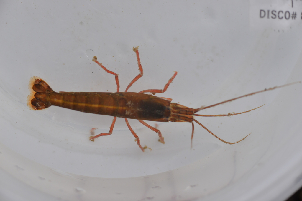 urchin visored shrimp