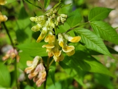 Vicia oroboides
