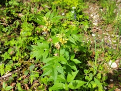 Vicia oroboides