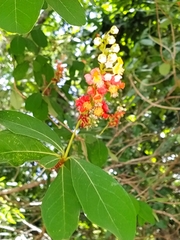 Byrsonima bucidaefolia