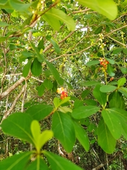 Byrsonima bucidaefolia
