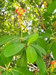 Byrsonima bucidaefolia