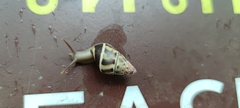 Amphidromus glaucolarynx