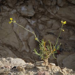Diplotaxis harra lagascana