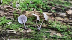 Baeospora myriadophylla