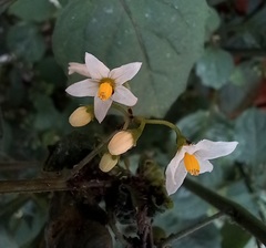 Solanum nigrum