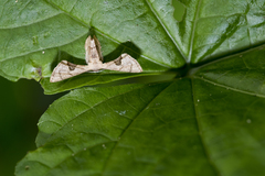 Phazaca kosemponicola