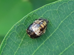 Oenopia conglobata