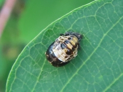 Oenopia conglobata