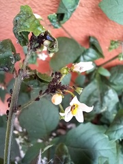 Solanum nigrum