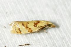 Phtheochroa vitellinana