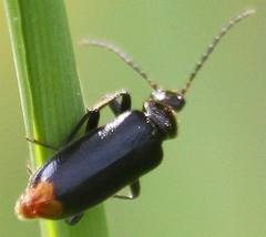 Pedilus elegans
