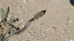 Masticophis taeniatus