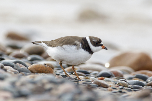 Semipalmated Plover, photo 7 of 10