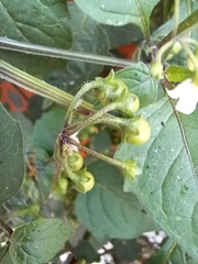 Solanum nigrum