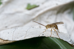Theronia