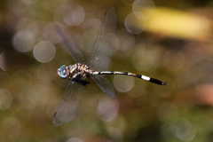 Brechmorhoga praecox