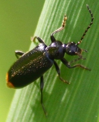 Pedilus elegans
