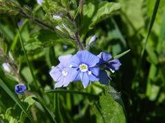 Veronica chamaedrys