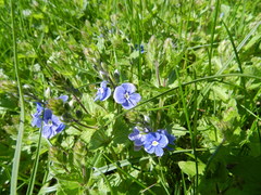 Veronica chamaedrys