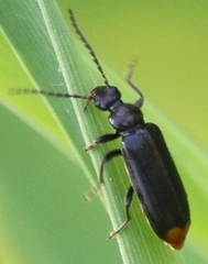 Pedilus elegans