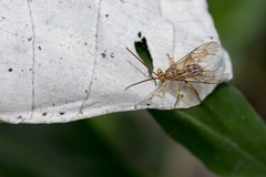 Theronia