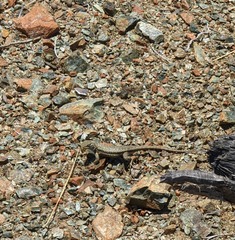 Sceloporus graciosus gracilis