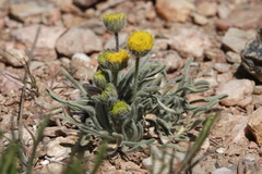 Erigeron aphanactis