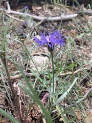 Centaurea graminifolia