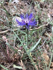 Centaurea graminifolia