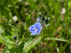 Veronica chamaedrys
